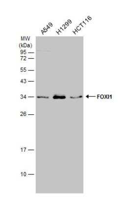 Western Blot: FOXI1 Antibody [NBP2-16518]