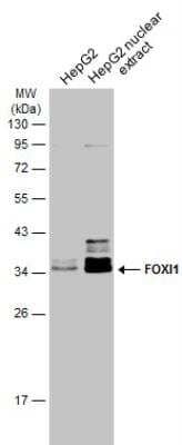 Western Blot: FOXI1 Antibody [NBP2-16518]
