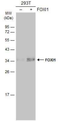 Western Blot: FOXI1 Antibody [NBP2-16518]