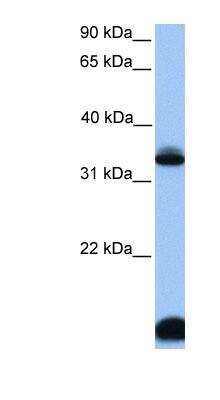 Western Blot: FOXI3 Antibody [NBP1-91397]