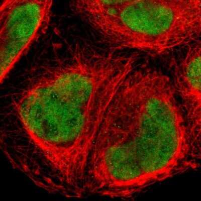 Immunocytochemistry/ Immunofluorescence: FOXJ2 Antibody [NBP1-83897]