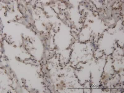 Immunohistochemistry-Paraffin: FOXL1 Antibody (1C3) [H00002300-M04]