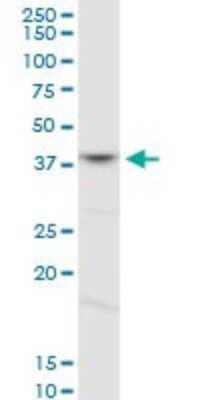 Western Blot: FOXL1 Antibody [H00002300-D01P]