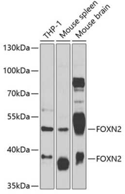 Western Blot: FOXN2 AntibodyAzide and BSA Free [NBP3-04786]