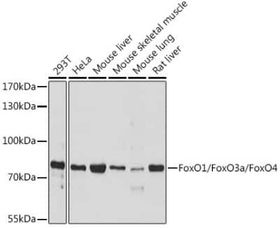 Western Blot: FOXO1A/3/4 AntibodyAzide and BSA Free [NBP3-05667]