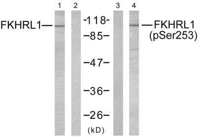 Western Blot: FOXO3 [p Ser253] Antibody [NB100-81929]