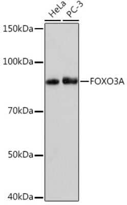 Western Blot: FOXO3 Antibody (8B9X5) [NBP3-16801]