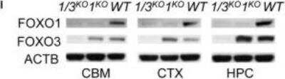 Knockout Validated: FOXO3 Antibody [NB100-614]