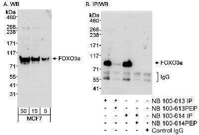 Western Blot: FOXO3 Antibody [NB100-613]