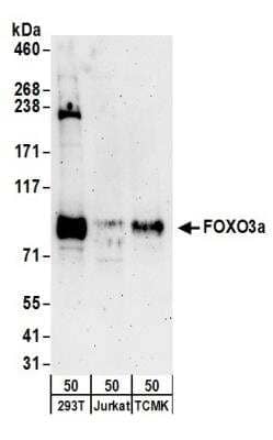 Western Blot: FOXO3 Antibody [NB100-613]