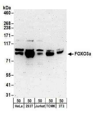 Western Blot: FOXO3 Antibody [NB100-614]