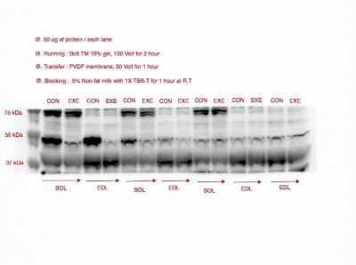 Western Blot: FOXO3 Antibody [NB100-614]