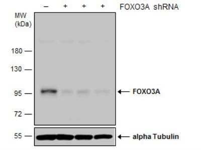 Western Blot: FOXO3 Antibody [NBP2-16521]