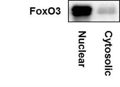 Western Blot: FOXO3 Antibody [NBP2-16521]