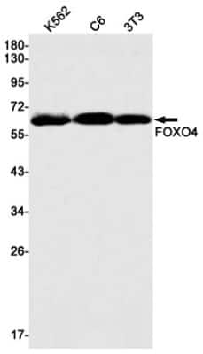 Western Blot: FOXO4 Antibody (S03-3B2) [NBP3-14891]