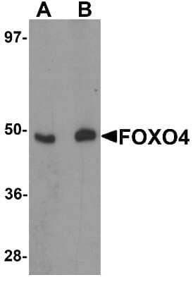 Western Blot: FOXO4 AntibodyBSA Free [NBP1-77174]