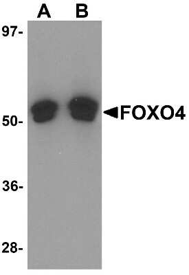 Western Blot: FOXO4 AntibodyBSA Free [NBP1-77175]