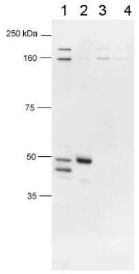 Western Blot: FoxP3 AntibodyBSA Free [NB600-245]