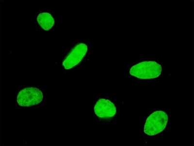 Immunocytochemistry/ Immunofluorescence: FOXQ1 Antibody (2F2) [H00094234-M05]