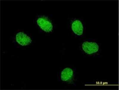 Immunocytochemistry/ Immunofluorescence: FOXQ1 Antibody (4H8) [H00094234-M07]