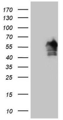 Flow Cytometry: FOXQ1 Antibody (OTI4D9) - Azide and BSA Free [NBP2-72338]