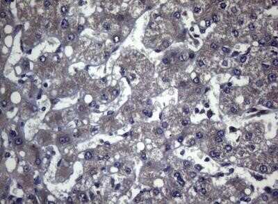 Immunohistochemistry: FOXQ1 Antibody (OTI4D9) - Azide and BSA Free [NBP2-72338]