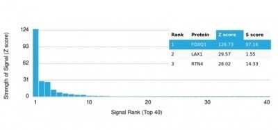 Protein Array: FOXQ1 Antibody (PCRP-FOXQ1-2D2) - Azide and BSA Free [NBP3-14070]