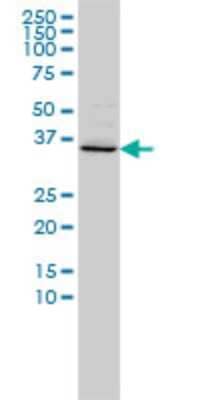 Western Blot: FOXR2 Antibody (2C1) [H00139628-M01]