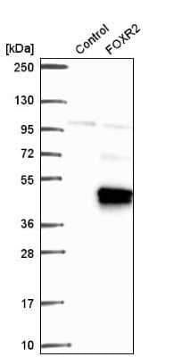 Western Blot: FOXR2 Antibody [NBP2-56756]