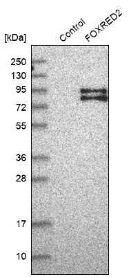 Western Blot: FOXRED2 Antibody [NBP1-82083]