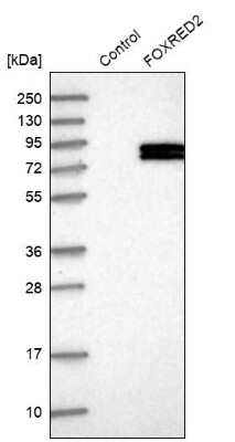 Western Blot: FOXRED2 Antibody [NBP1-82084]