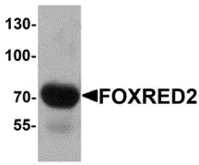 Western Blot: FOXRED2 AntibodyBSA Free [NBP2-81943]