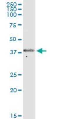 Western Blot: FOXS1 Antibody [H00002307-B01P]