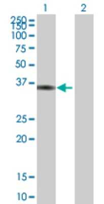Western Blot: FOXS1 Antibody [H00002307-B01P]