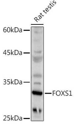 Western Blot: FOXS1 AntibodyAzide and BSA Free [NBP3-04530]