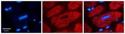 Immunohistochemistry-Paraffin: FPGS Antibody [NBP2-84941]
