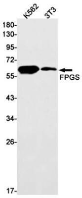 Western Blot: FPGS Antibody (S06-6B1) [NBP3-19638]