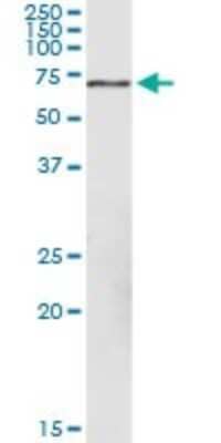 Western Blot: FPGT Antibody [H00008790-D01P]