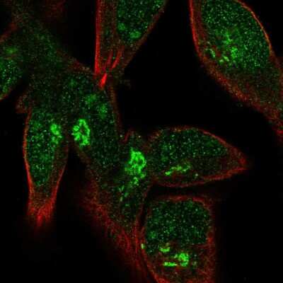 Immunocytochemistry/ Immunofluorescence: FPR1 Antibody [NBP2-57556]