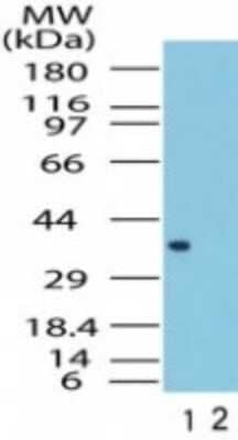 Western Blot: FPR1 AntibodyBSA Free [NB100-56473]