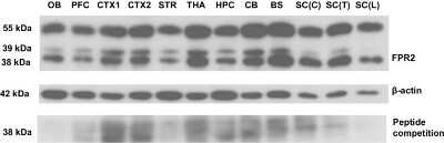 Western Blot: FPRL1/FPR2 AntibodyBSA Free [NLS1878]