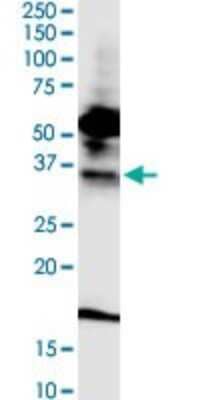 Western Blot: FPRL1/FPR2 Antibody (2G8) [H00002358-M03]