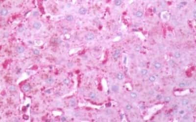 Immunohistochemistry-Paraffin: FPRL1/FPR2 Antibody [NBP3-14323]