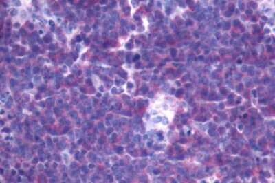 Immunohistochemistry-Paraffin: FPRL2/FPR3 Antibody - BSA Free [NLS3735]