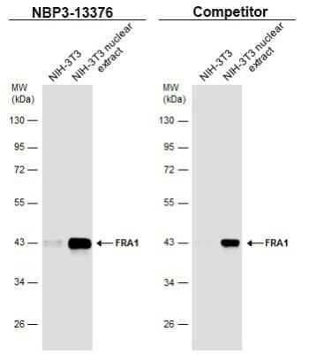 Western Blot: FRA-1/FOSL1 Antibody [NBP3-13376]