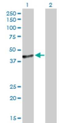 Western Blot: FRA10AC1 Antibody [H00118924-D01P]