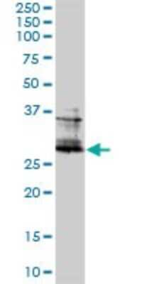 Western Blot: FRA2 Antibody (2B4-1C2) [H00002355-M01]