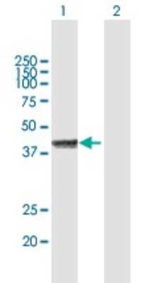 Western Blot: FRA2 Antibody [H00002355-B01P]