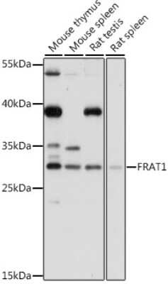 Western Blot: FRAT1 AntibodyAzide and BSA Free [NBP3-03934]