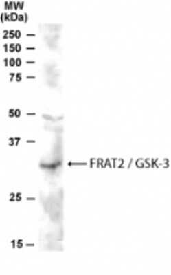 Western Blot: FRAT2 Antibody [NB100-1009]